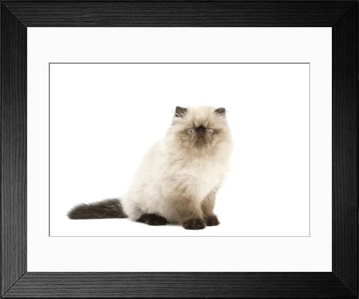 Framed Print : Picture No. 11014157 Framed Print : Picture No. 11014157