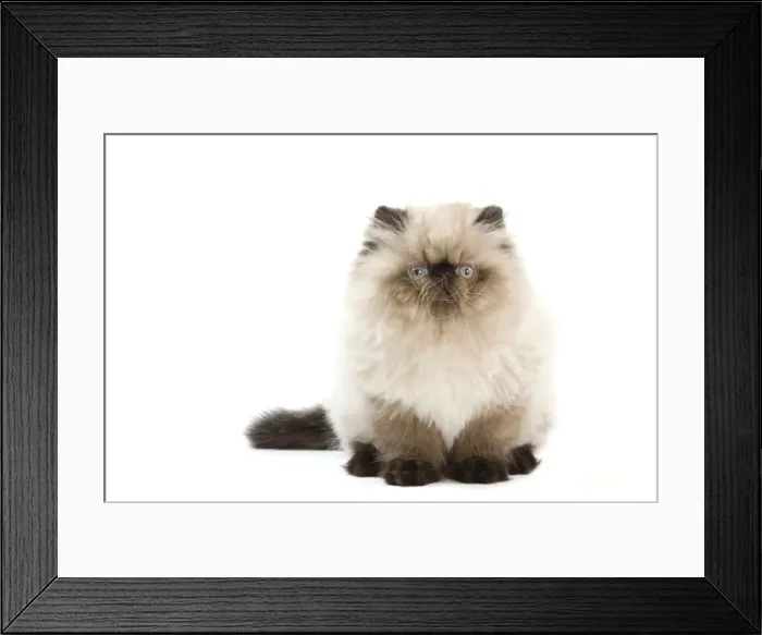 Framed Print : Picture No. 11014156