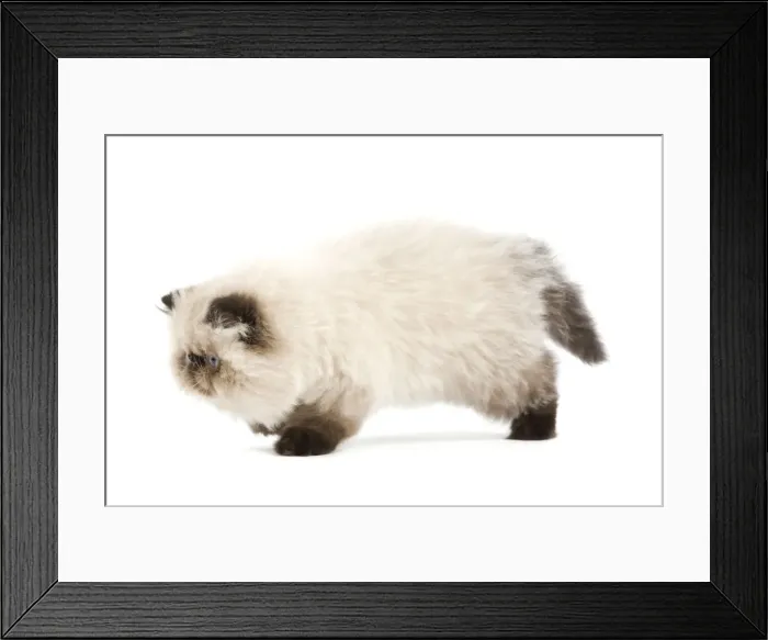 Framed Print : Picture No. 11014159 Framed Print : Picture No. 11014159