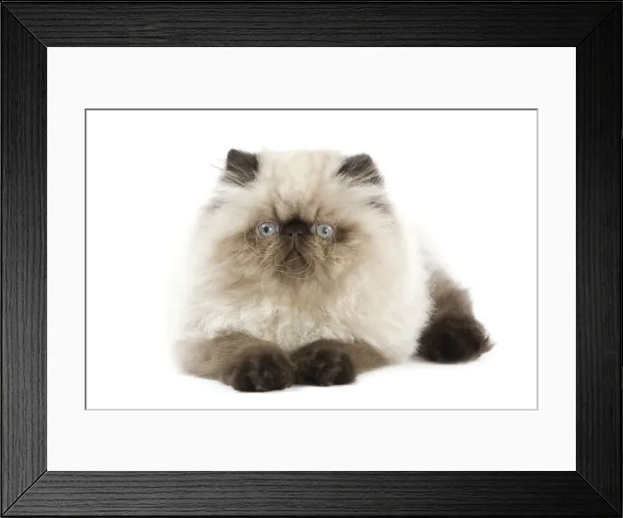 Framed Print : Picture No. 11014158 Framed Print : Picture No. 11014158