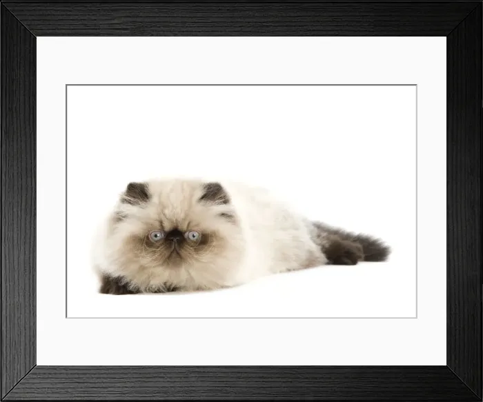 Framed Print : Picture No. 11014160 Framed Print : Picture No. 11014160