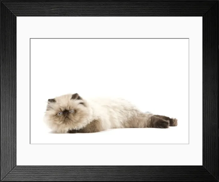 Framed Print : Picture No. 11014163 Framed Print : Picture No. 11014163