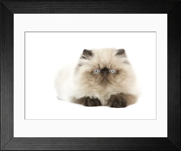 Framed Print : Picture No. 11014161
