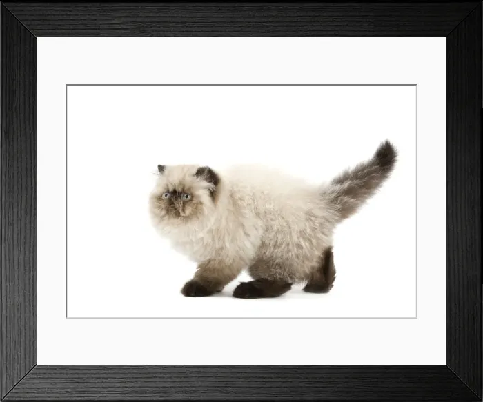 Framed Print : Picture No. 11014164