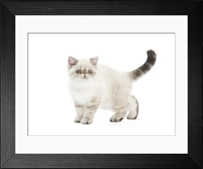 Framed Print : Picture No. 11014165 Framed Print : Picture No. 11014165