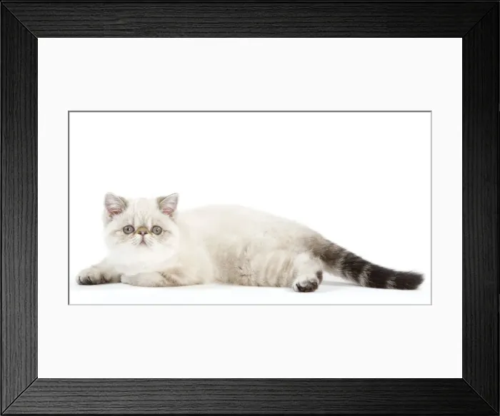 Framed Print : Picture No. 11014167 Framed Print : Picture No. 11014167