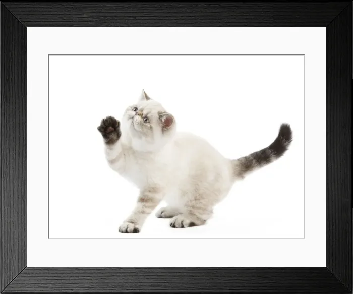 Framed Print : Picture No. 11014166 Framed Print : Picture No. 11014166