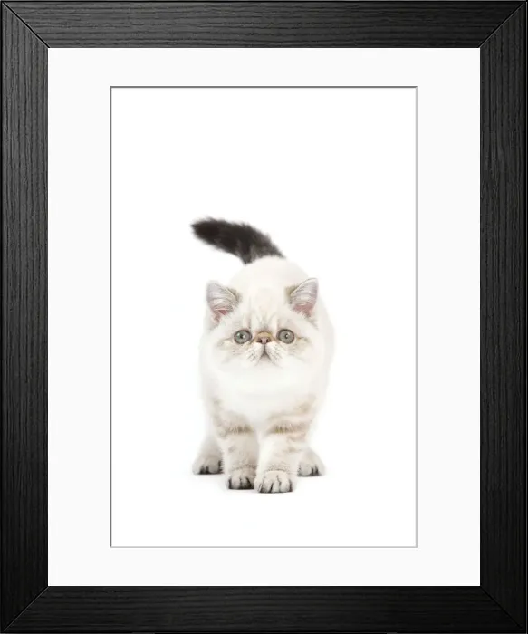 Framed Print : Picture No. 11014168 Framed Print : Picture No. 11014168