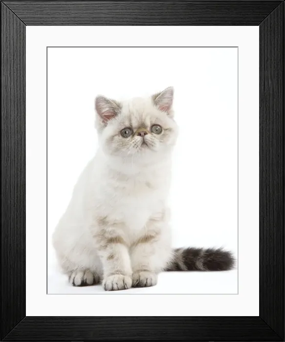 Framed Print : Picture No. 11014171 Framed Print : Picture No. 11014171