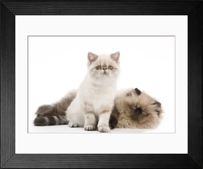 Framed Print : Picture No. 11014172 Framed Print : Picture No. 11014172