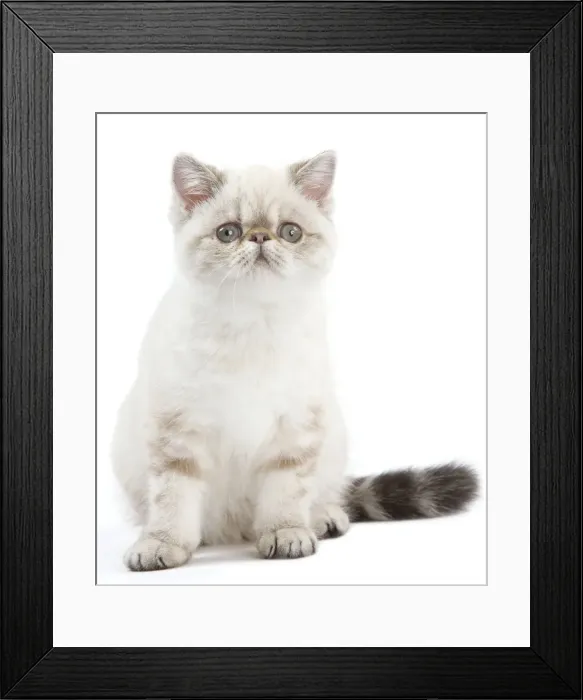 Framed Print : Picture No. 11014170 Framed Print : Picture No. 11014170