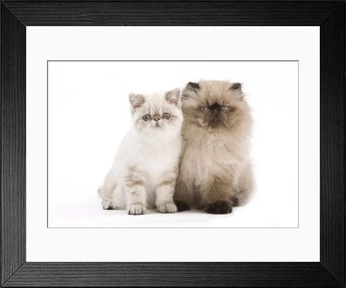 Framed Print : Picture No. 11014173 Framed Print : Picture No. 11014173