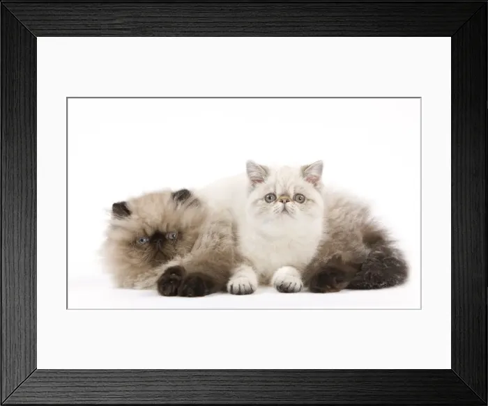 Framed Print : Picture No. 11014174 Framed Print : Picture No. 11014174