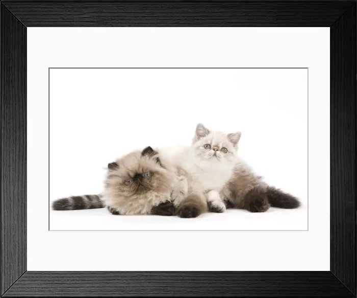Framed Print : Picture No. 11014175 Framed Print : Picture No. 11014175