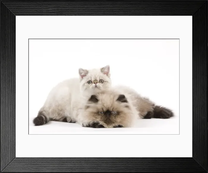Framed Print : Picture No. 11014177