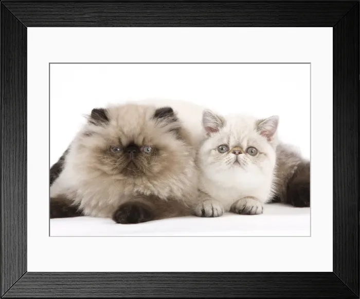 Framed Print : Picture No. 11014176