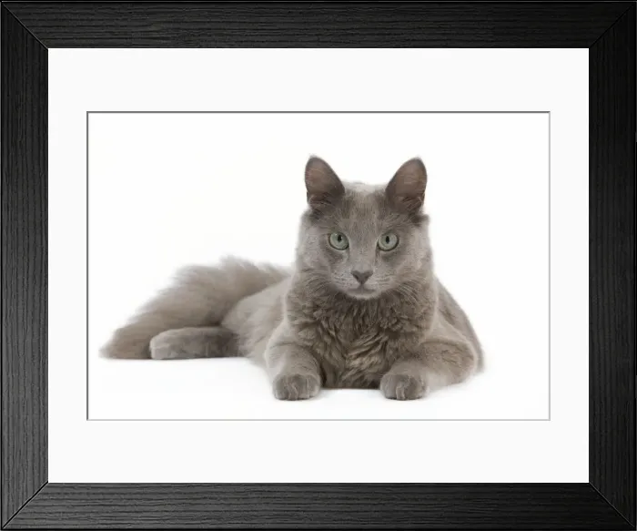 Framed Print : Picture No. 11014178 Framed Print : Picture No. 11014178