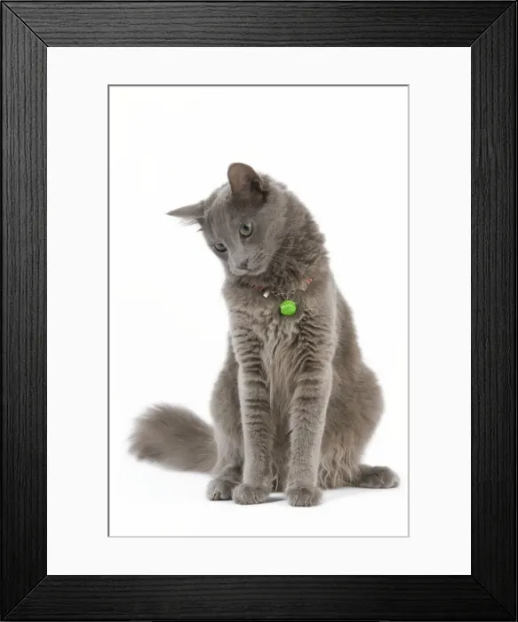 Framed Print : Picture No. 11014179 Framed Print : Picture No. 11014179
