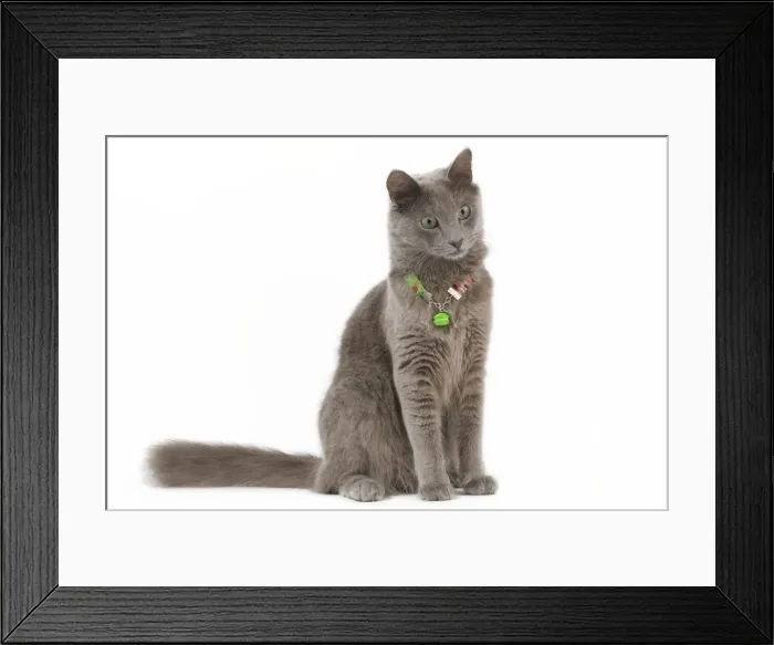 Framed Print : Picture No. 11014180 Framed Print : Picture No. 11014180
