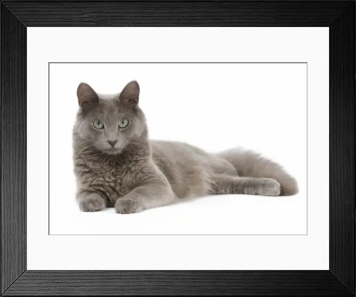 Framed Print : Picture No. 11014182 Framed Print : Picture No. 11014182