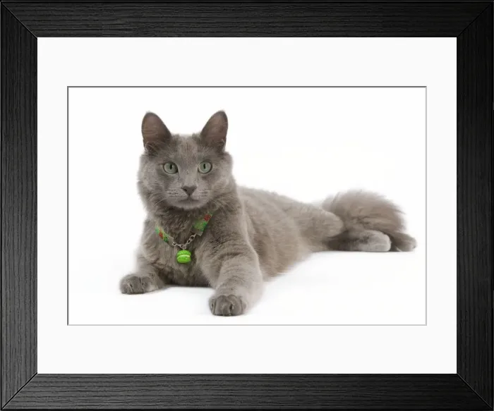 Framed Print : Picture No. 11014181 Framed Print : Picture No. 11014181