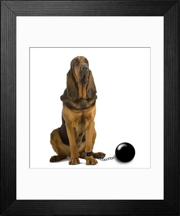 Framed Print : Picture No. 11014183