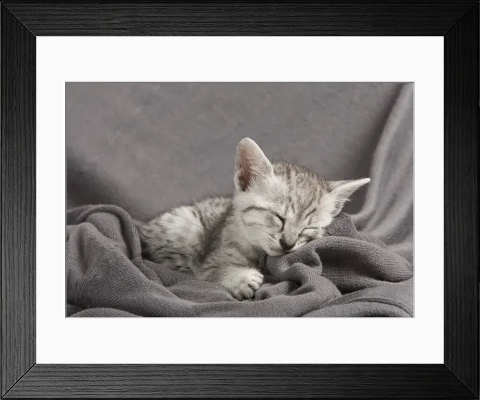 Framed Print : Picture No. 11014184