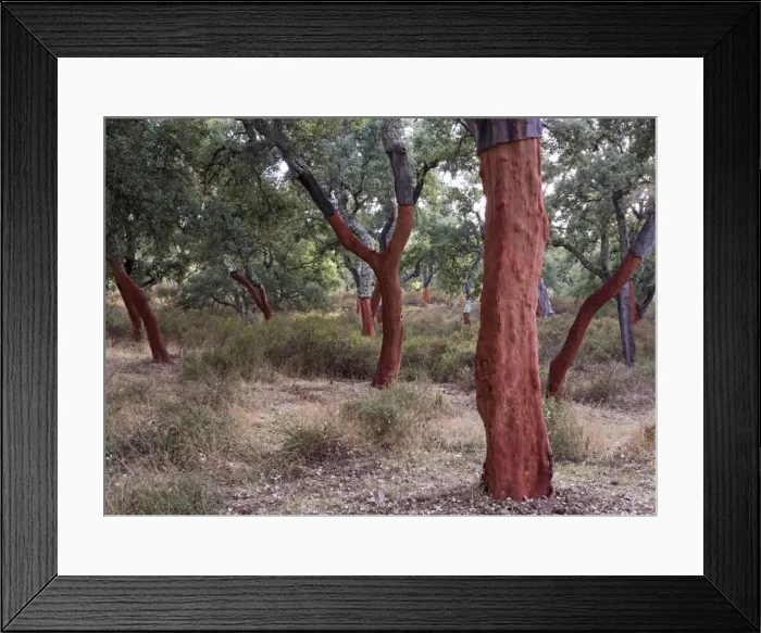 Framed Print : Picture No. 11014411 Framed Print : Picture No. 11014411