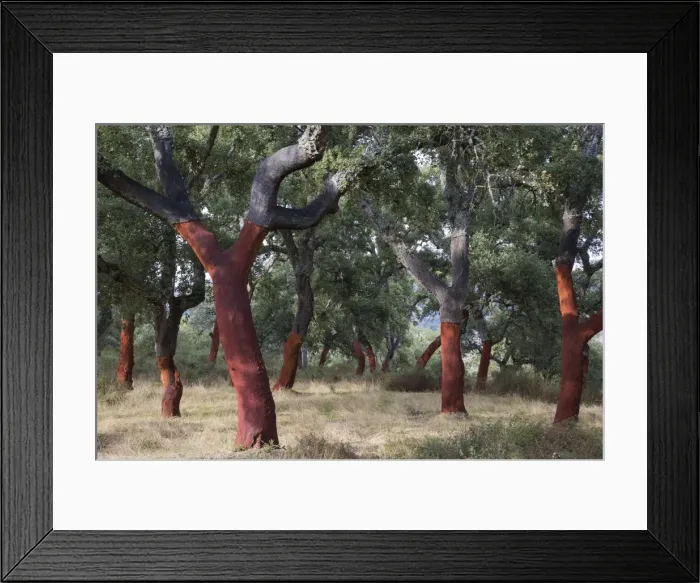 Framed Print : Picture No. 11014412 Framed Print : Picture No. 11014412