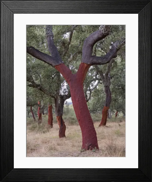 Framed Print : Picture No. 11014413 Framed Print : Picture No. 11014413