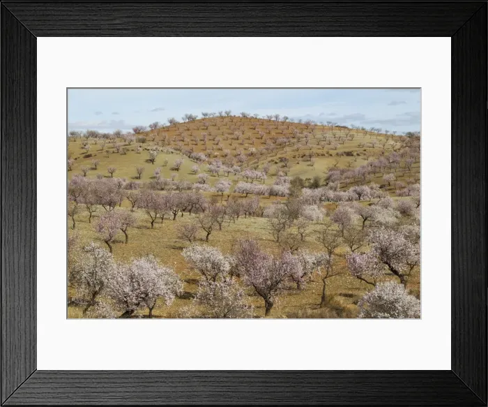Framed Print : Picture No. 11014417 Framed Print : Picture No. 11014417