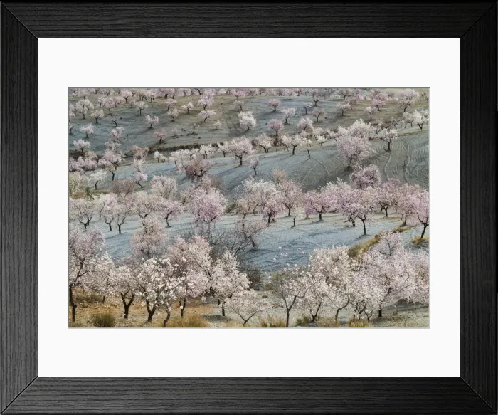 Framed Print : Picture No. 11014419 Framed Print : Picture No. 11014419