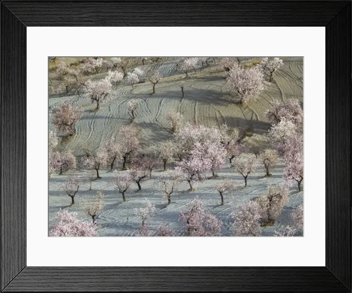 Framed Print : Picture No. 11014420 Framed Print : Picture No. 11014420