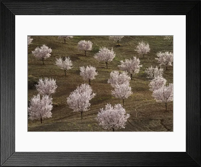 Framed Print : Picture No. 11014421 Framed Print : Picture No. 11014421