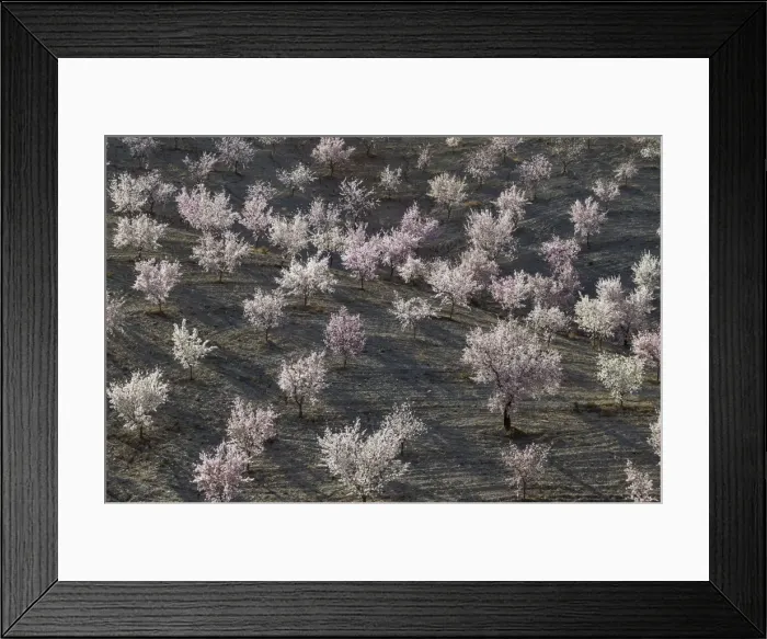 Framed Print : Picture No. 11014423 Framed Print : Picture No. 11014423