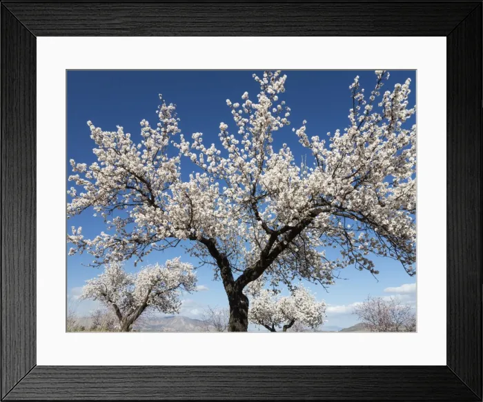 Framed Print : Picture No. 11014424 Framed Print : Picture No. 11014424