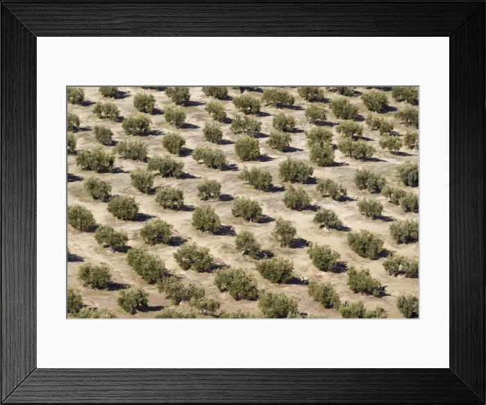 Framed Print : Picture No. 11014425 Framed Print : Picture No. 11014425