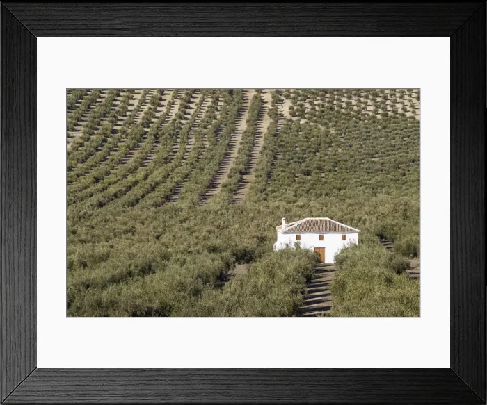 Framed Print : Picture No. 11014426 Framed Print : Picture No. 11014426