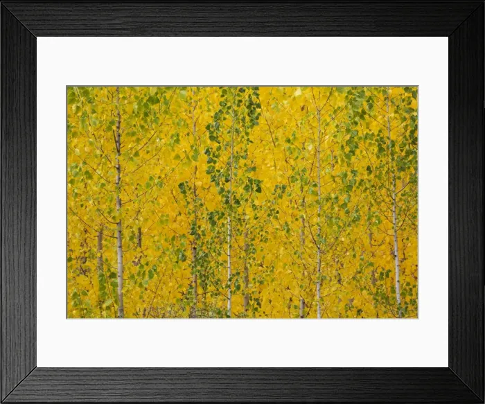 Framed Print : Picture No. 11014428 Framed Print : Picture No. 11014428