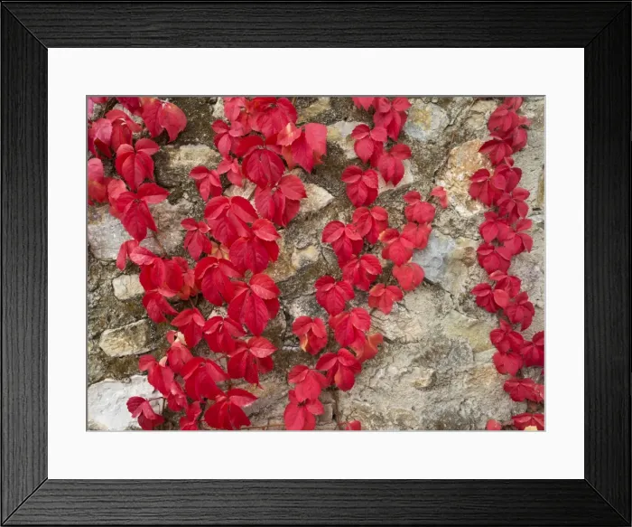 Framed Print : Picture No. 11014432 Framed Print : Picture No. 11014432
