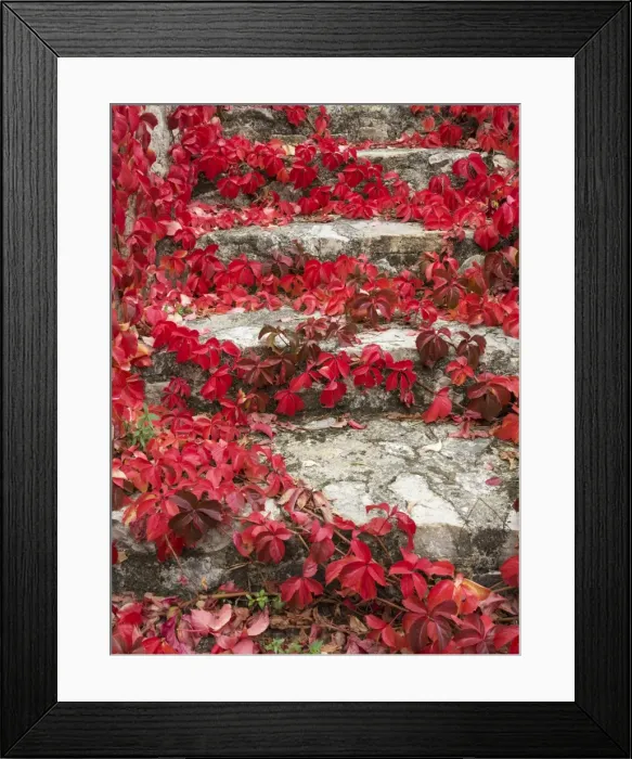 Framed Print : Picture No. 11014433 Framed Print : Picture No. 11014433