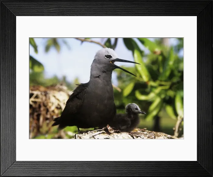 Framed Print : Picture No. 11013716