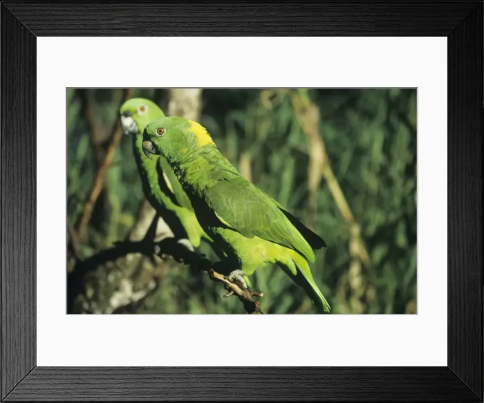 Framed Print : Picture No. 11013721 Framed Print : Picture No. 11013721