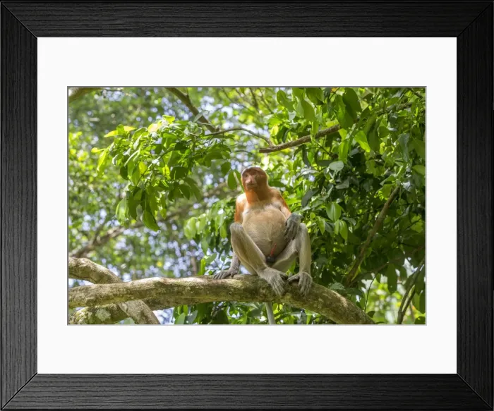Framed Print : Picture No. 11014435 Framed Print : Picture No. 11014435