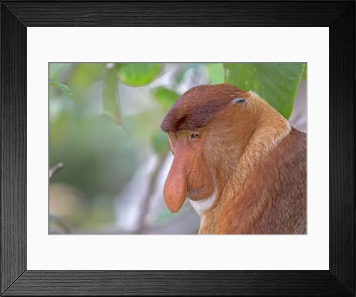 Framed Print : Picture No. 11014455 Framed Print : Picture No. 11014455
