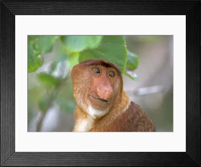 Framed Print : Picture No. 11014456 Framed Print : Picture No. 11014456