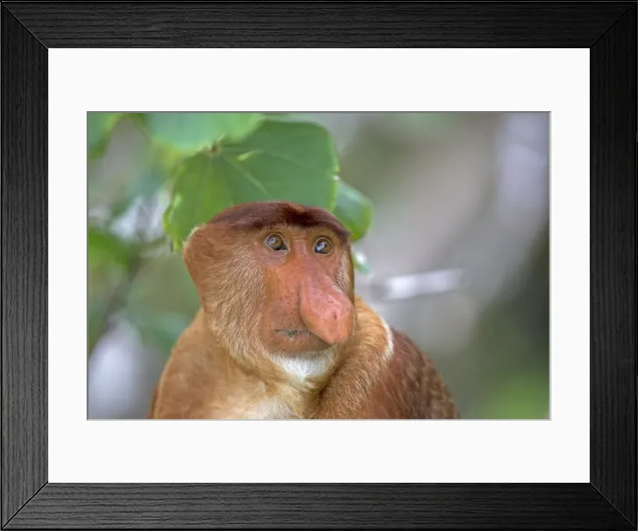 Framed Print : Picture No. 11014457 Framed Print : Picture No. 11014457