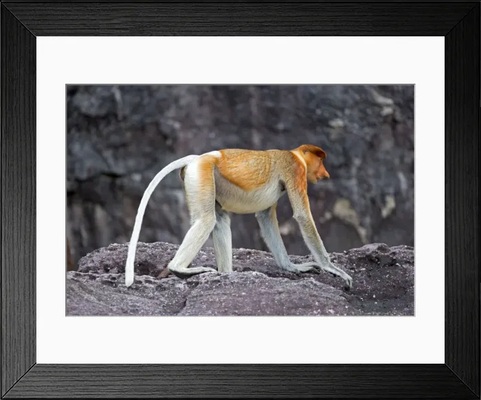 Framed Print : Picture No. 11014458 Framed Print : Picture No. 11014458