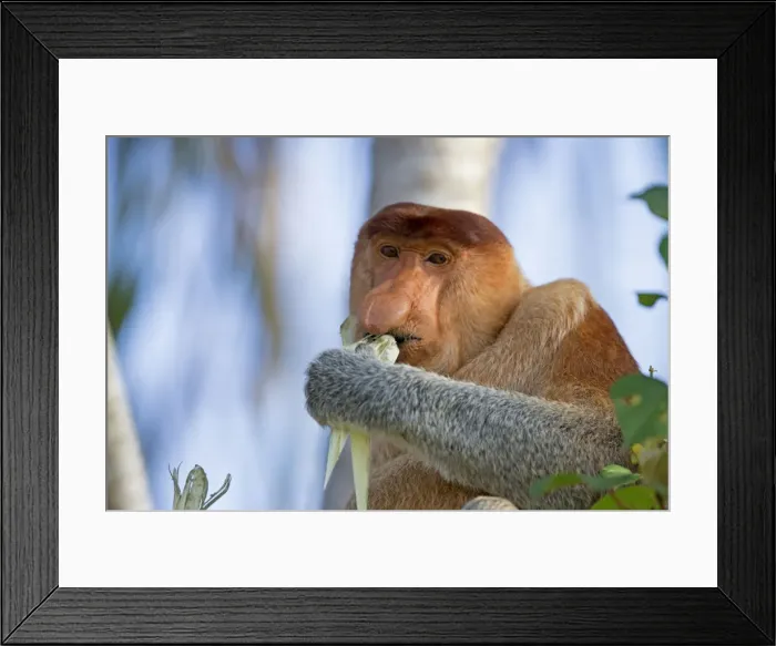 Framed Print : Picture No. 11014466 Framed Print : Picture No. 11014466