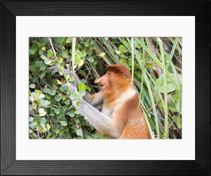 Framed Print : Picture No. 11014462 Framed Print : Picture No. 11014462